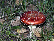 rood met witte stippen