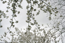 Ook hier is het lente