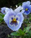 Viooltje