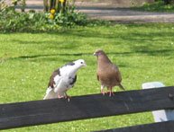 Vogels