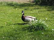 Gast in het park