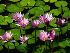 Roze waterlelies