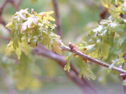 lente