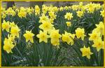 lente