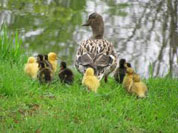 Moeder en kroost