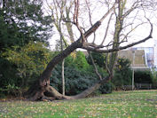 natuurlijk krom