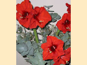 rood en geurend