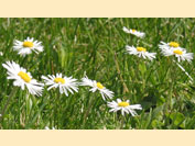 Madeliefjes in het gras