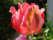 Tulpen
