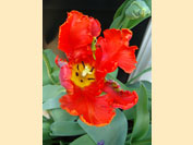 Tulpen